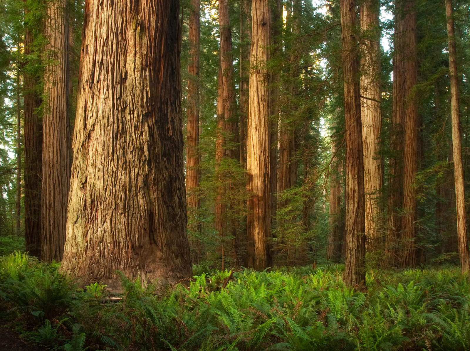 5 Amazing HD wallpapers of Redwood forests to calm your desktop