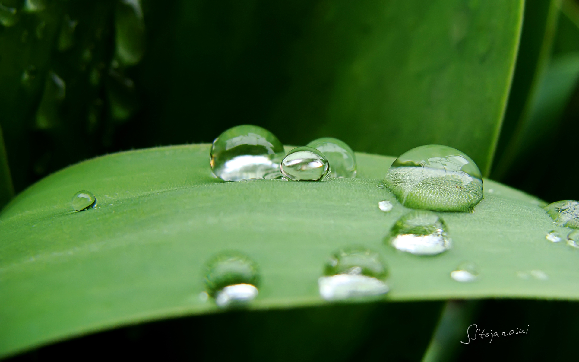 Raindrops and Dew Windows 8 Theme and Wallpapers