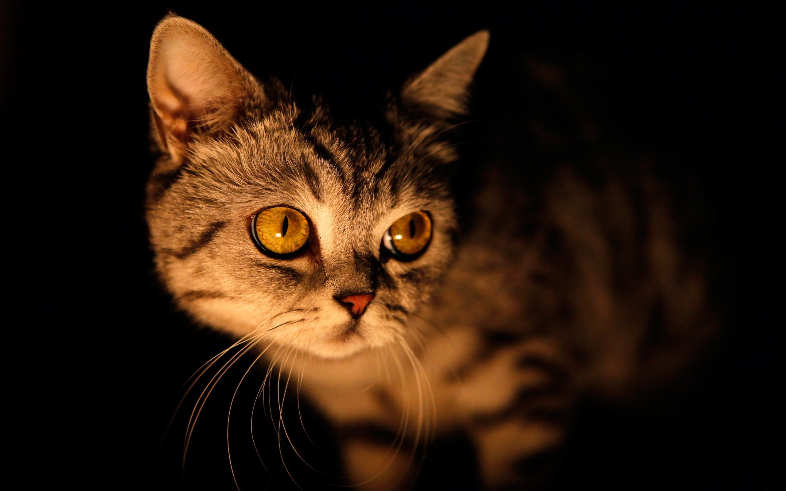 cat in dark