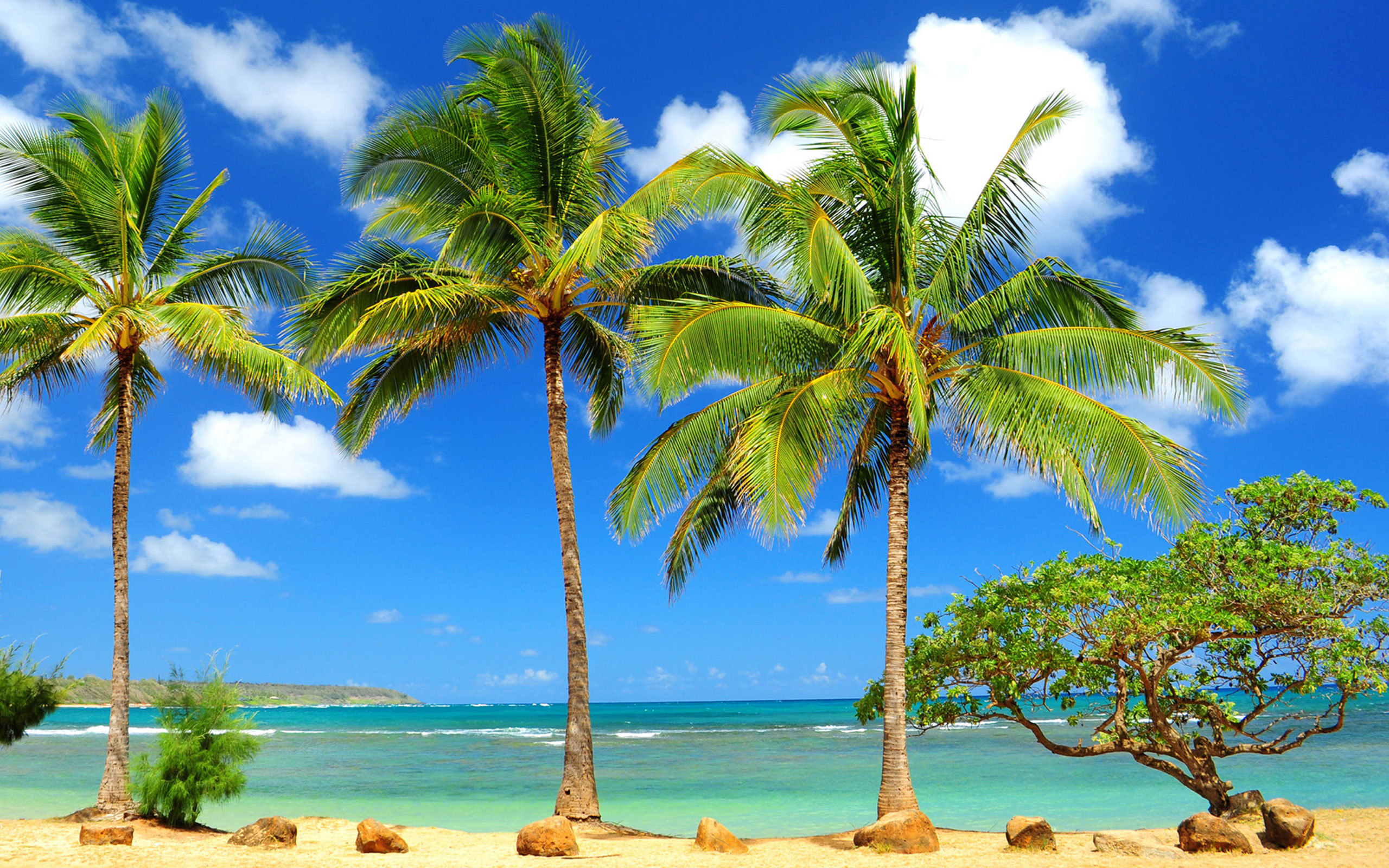 palms on a sandy beach
