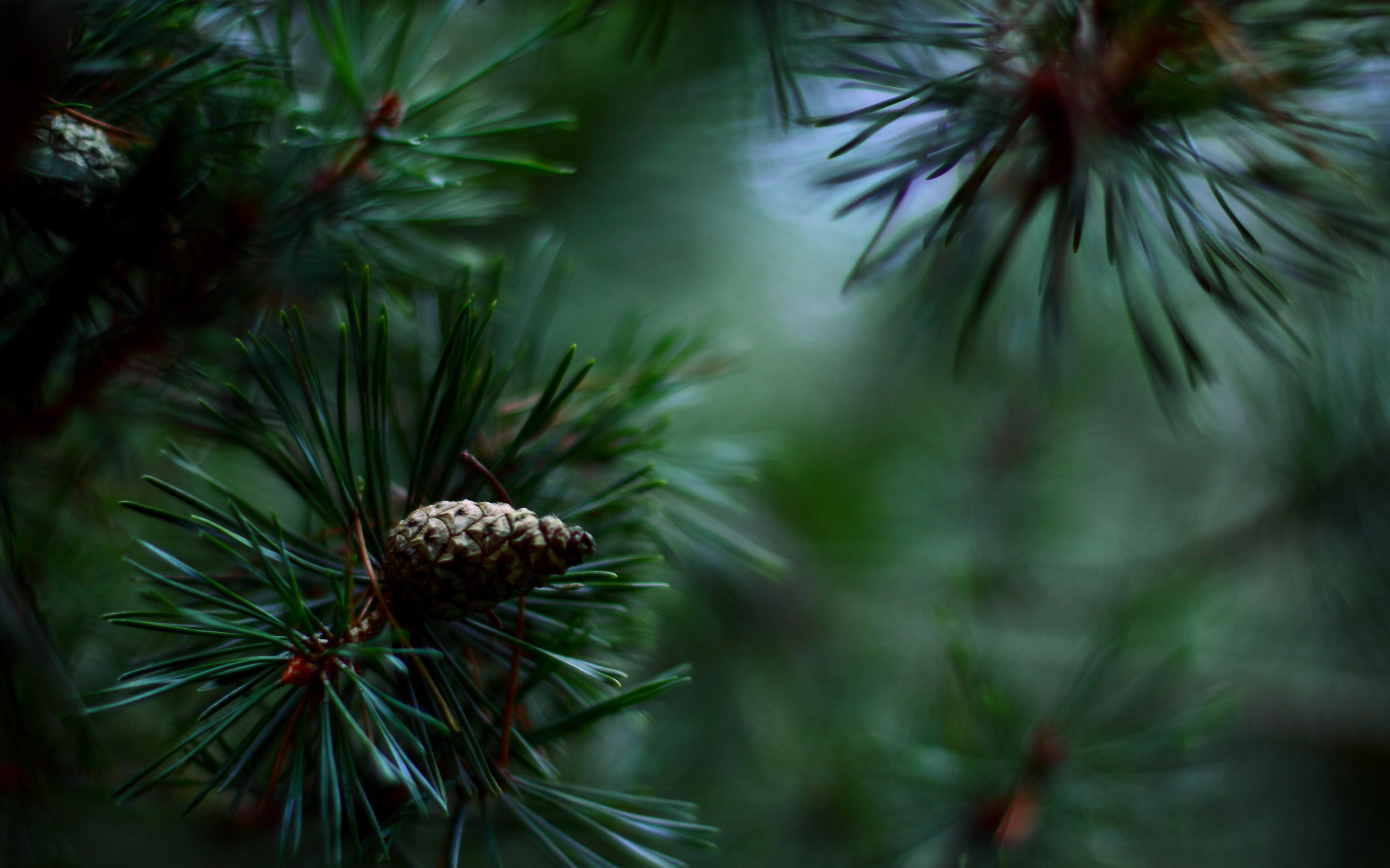pine needles