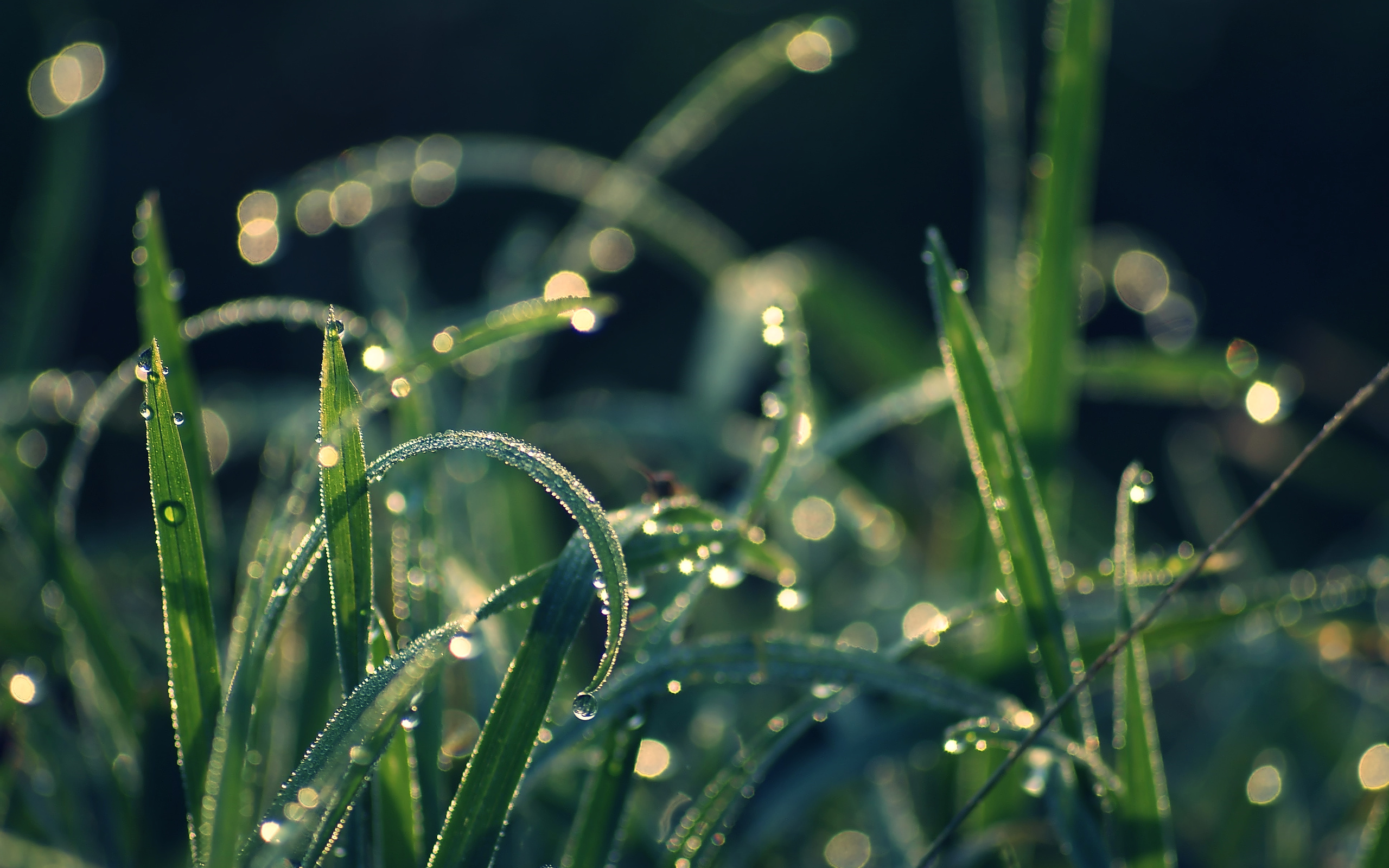 grass with droplets