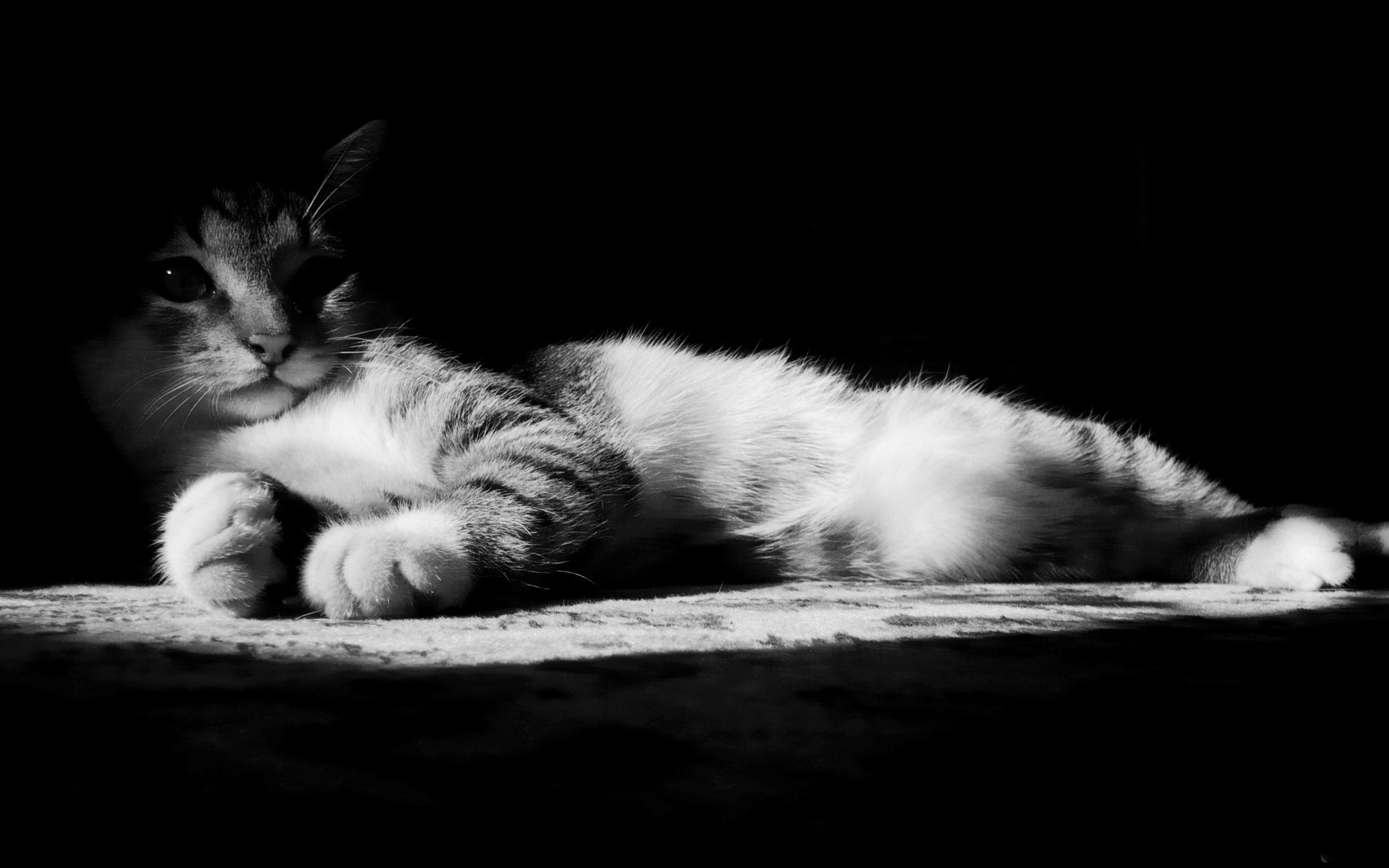 cat in black and white