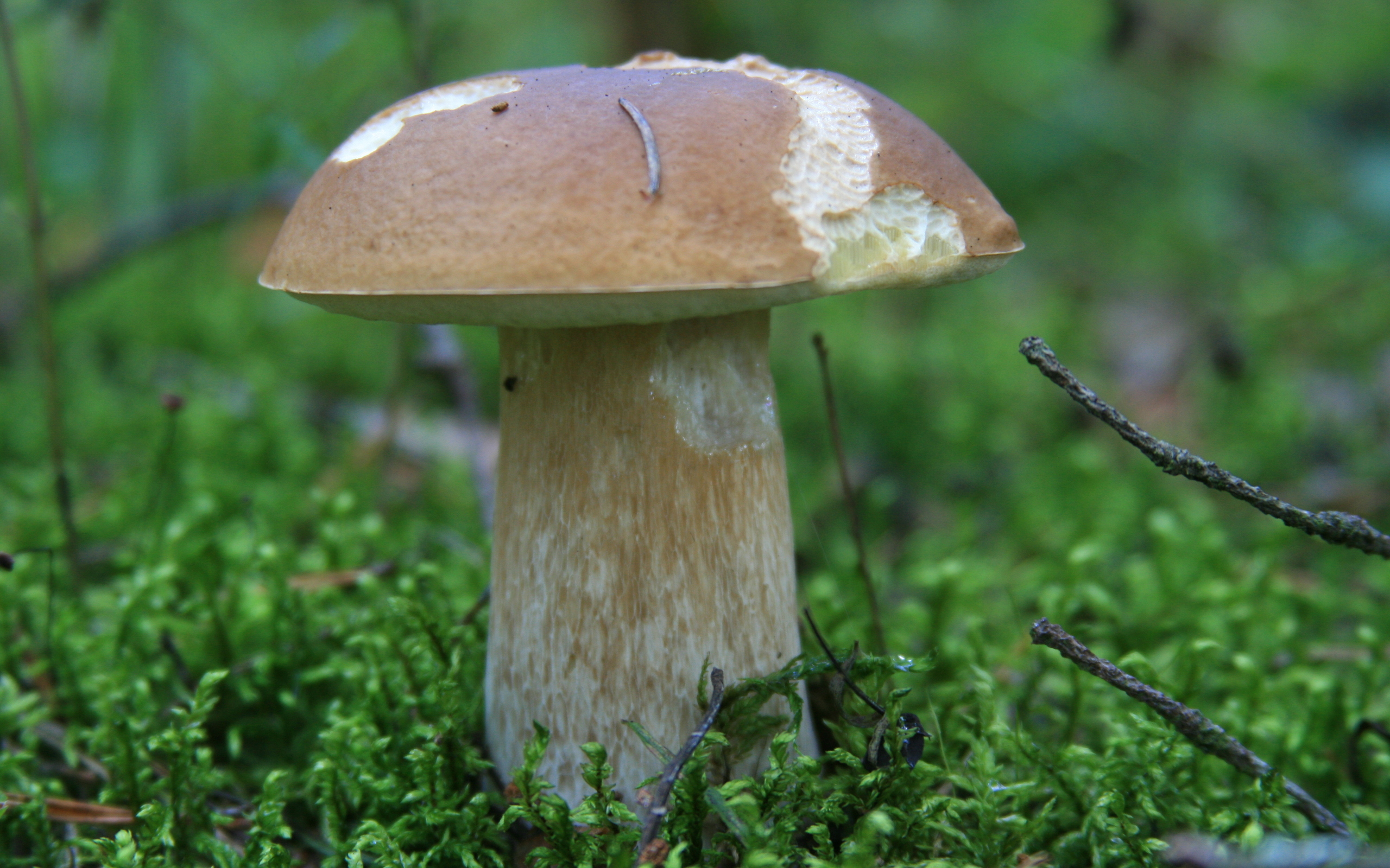 field mushroom