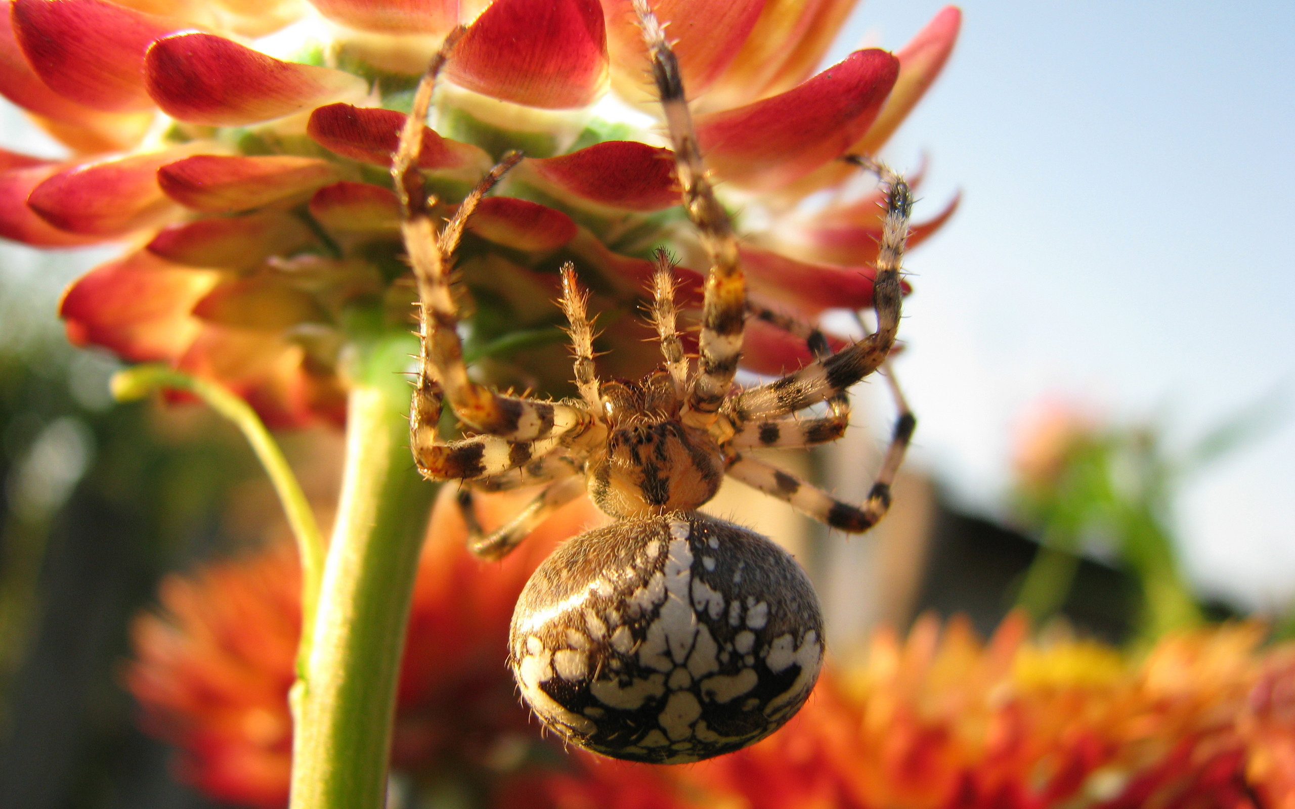 spider on a flower