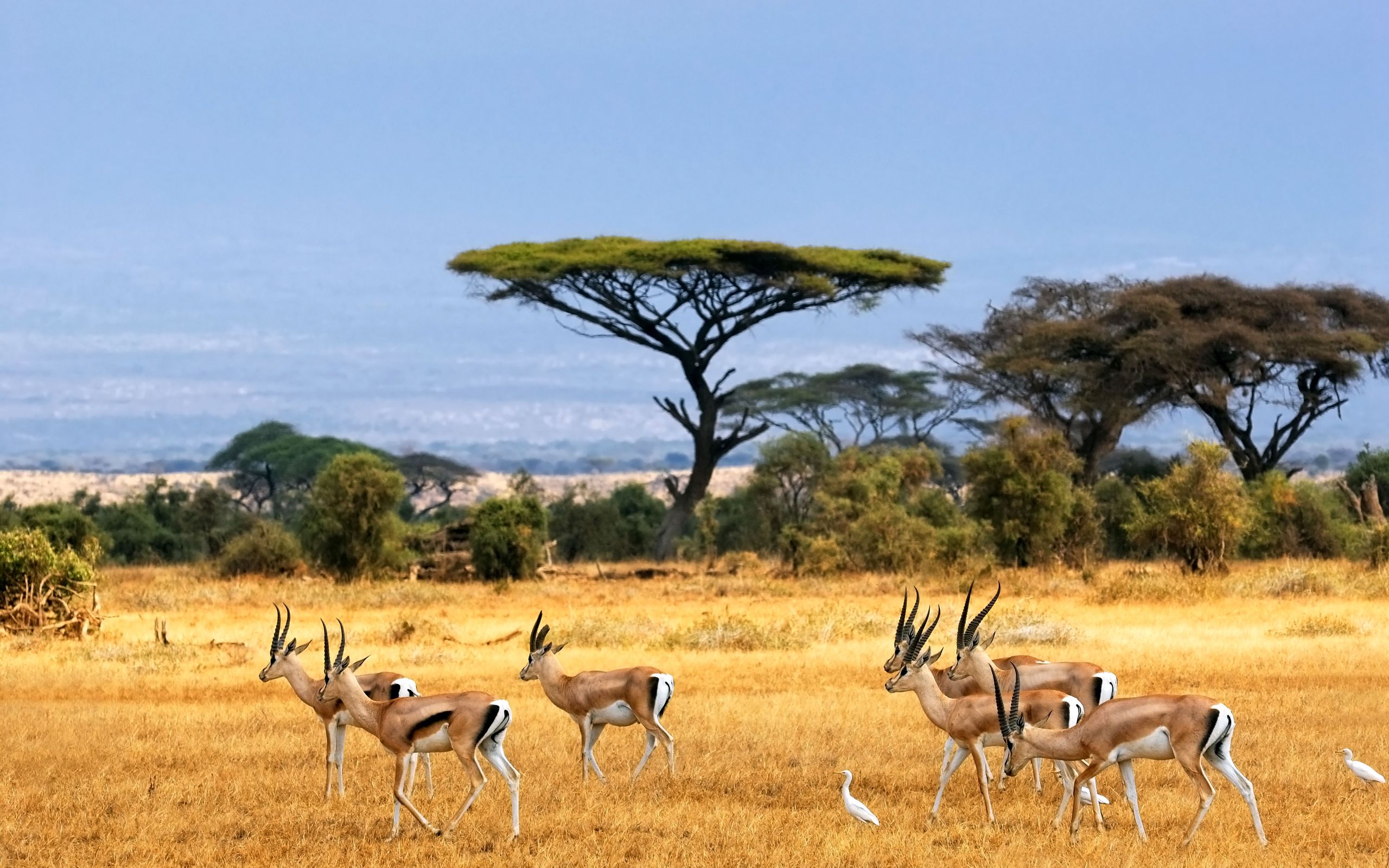 savanna africa