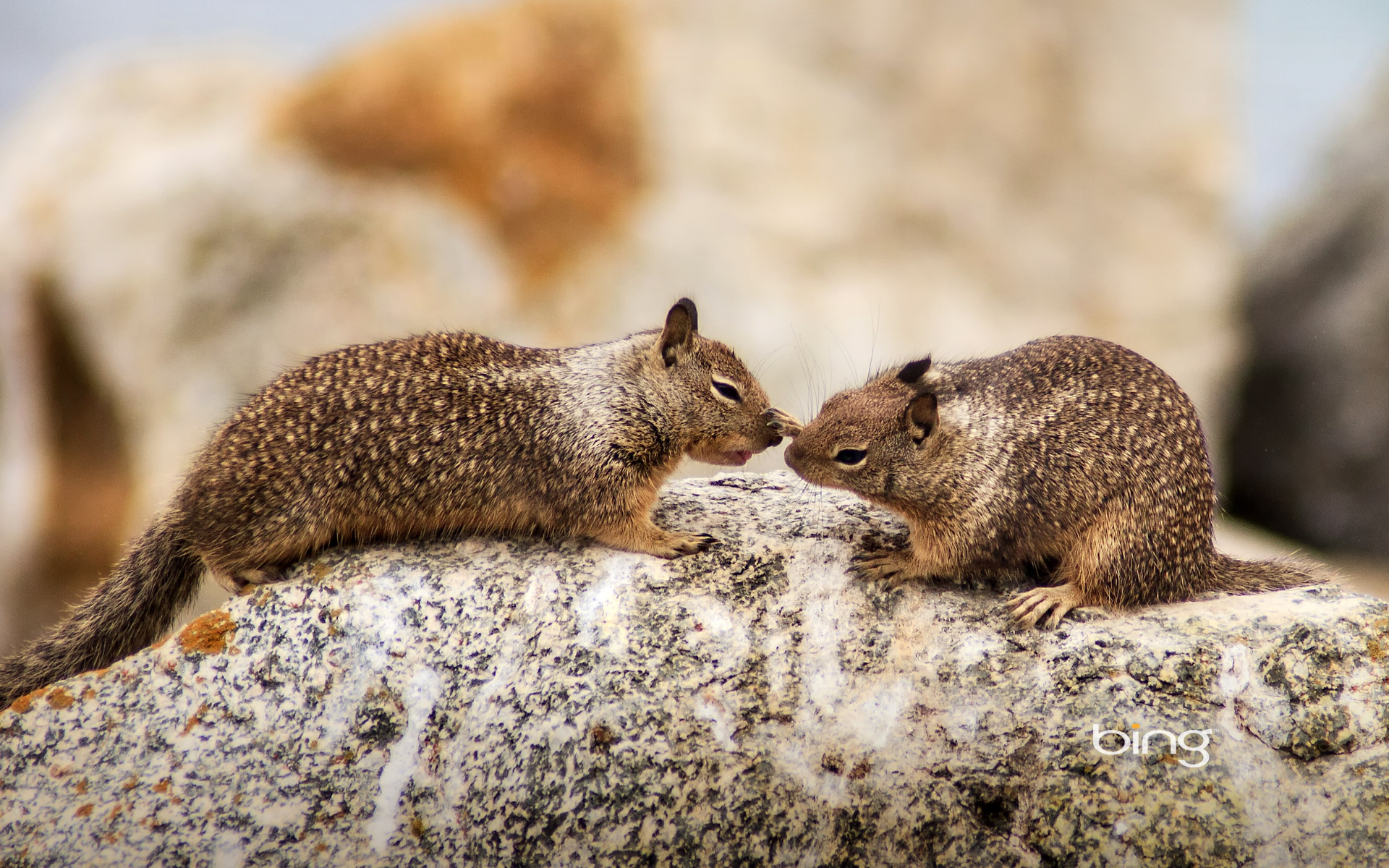 ground squirrels