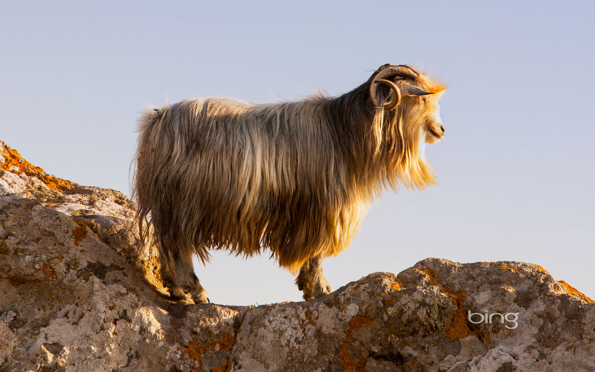 mountain wild goat