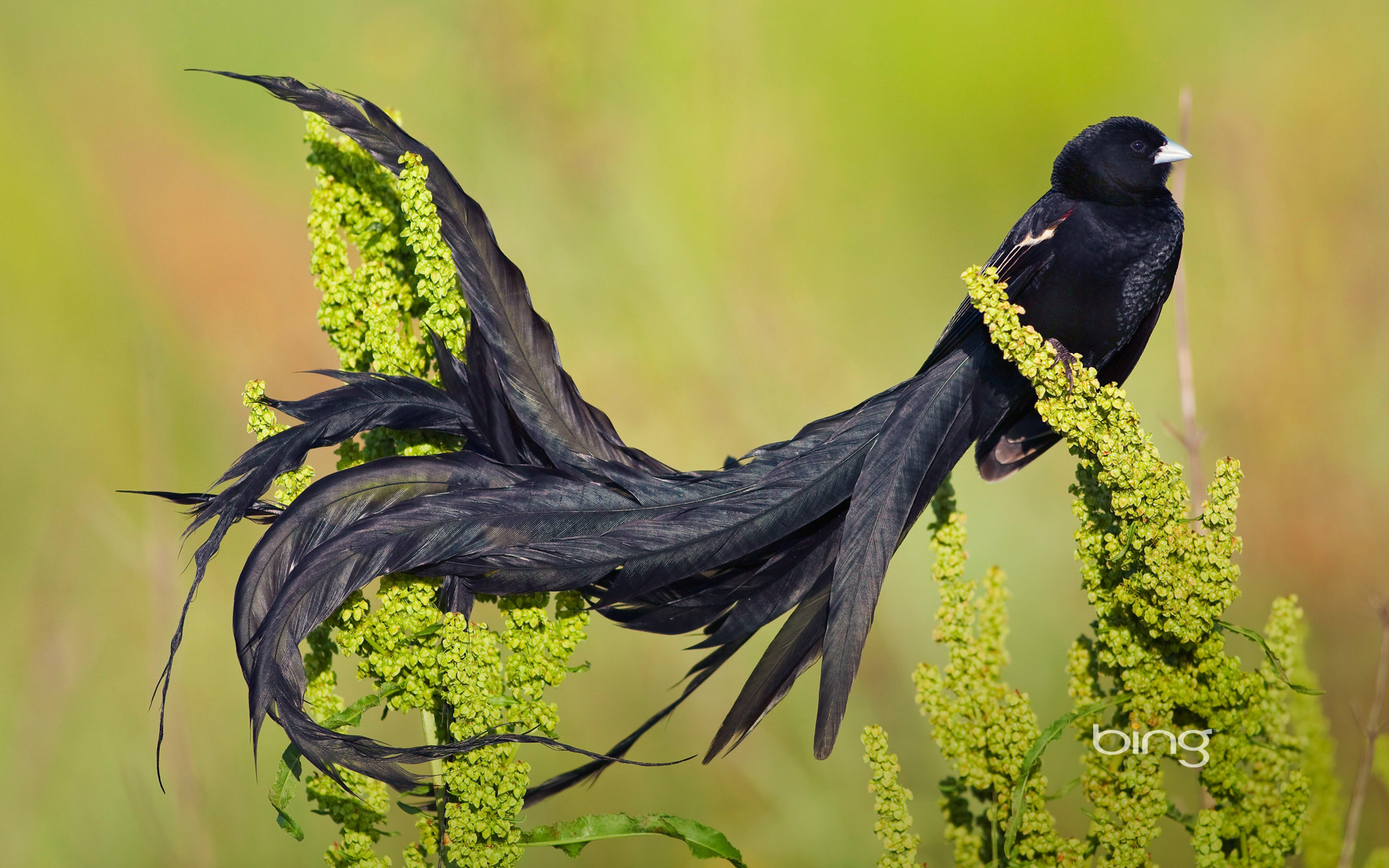 Long-tailed widowbird bing wallpaper
