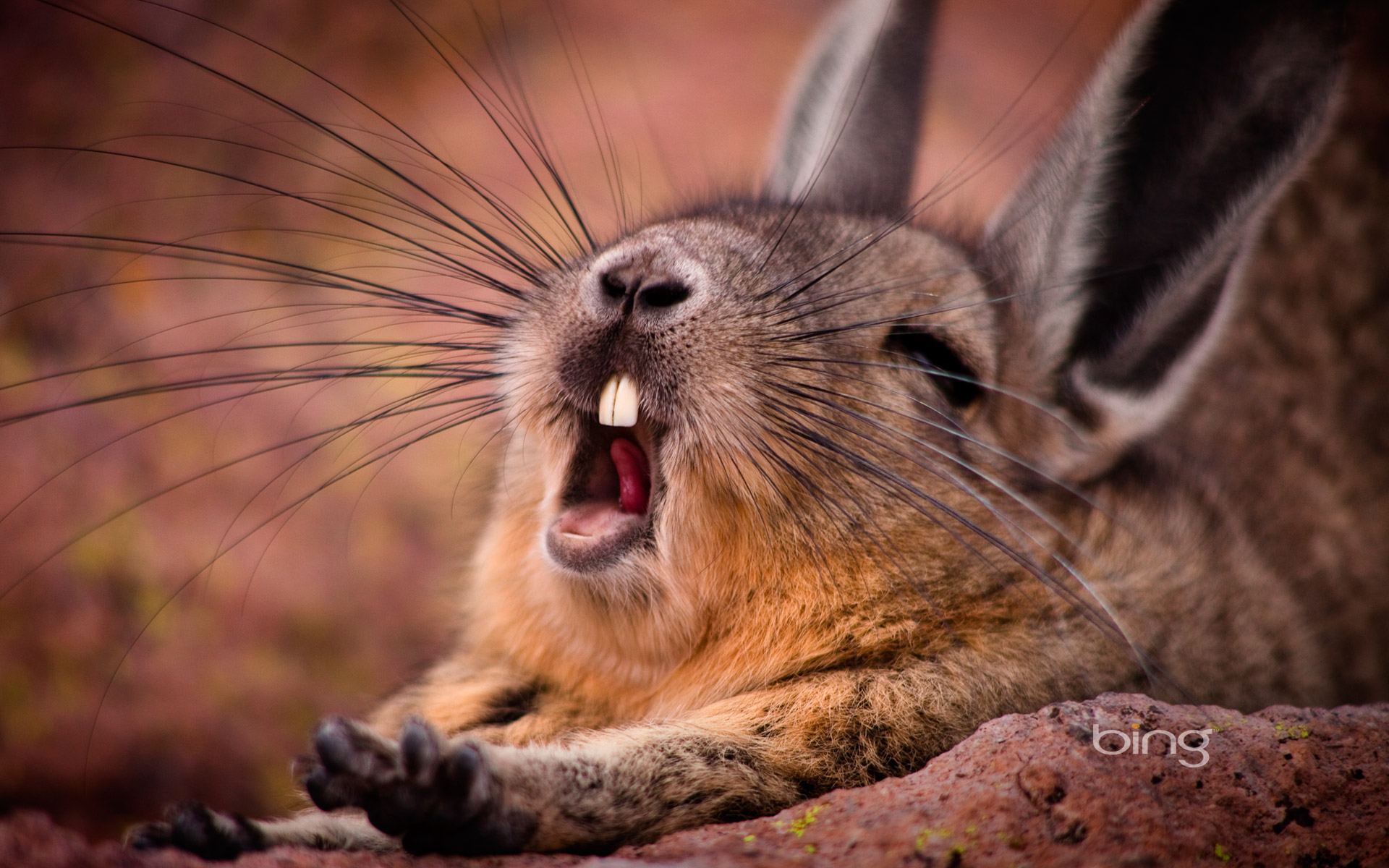 moutain viscacha yawning