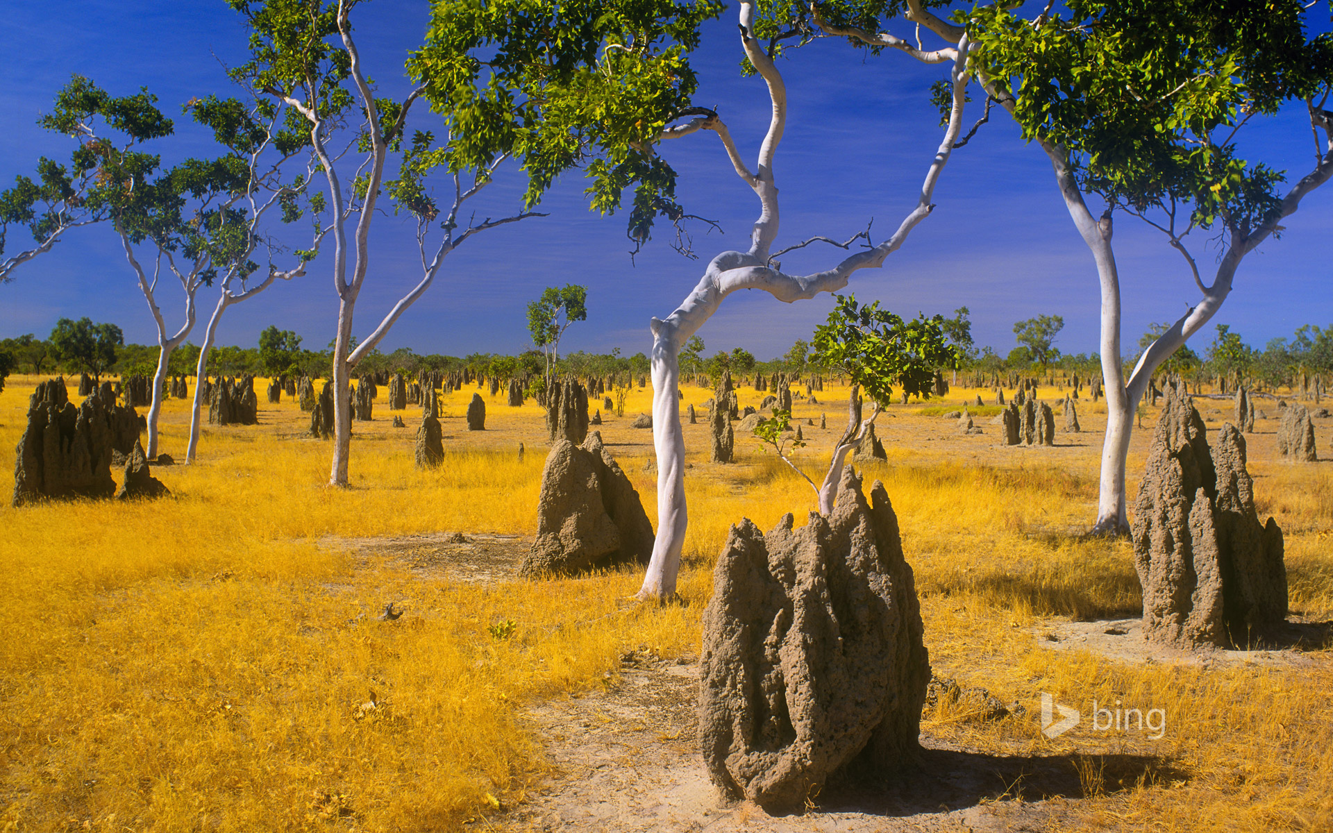 Termite mounds and snappy gums in savannah grassland