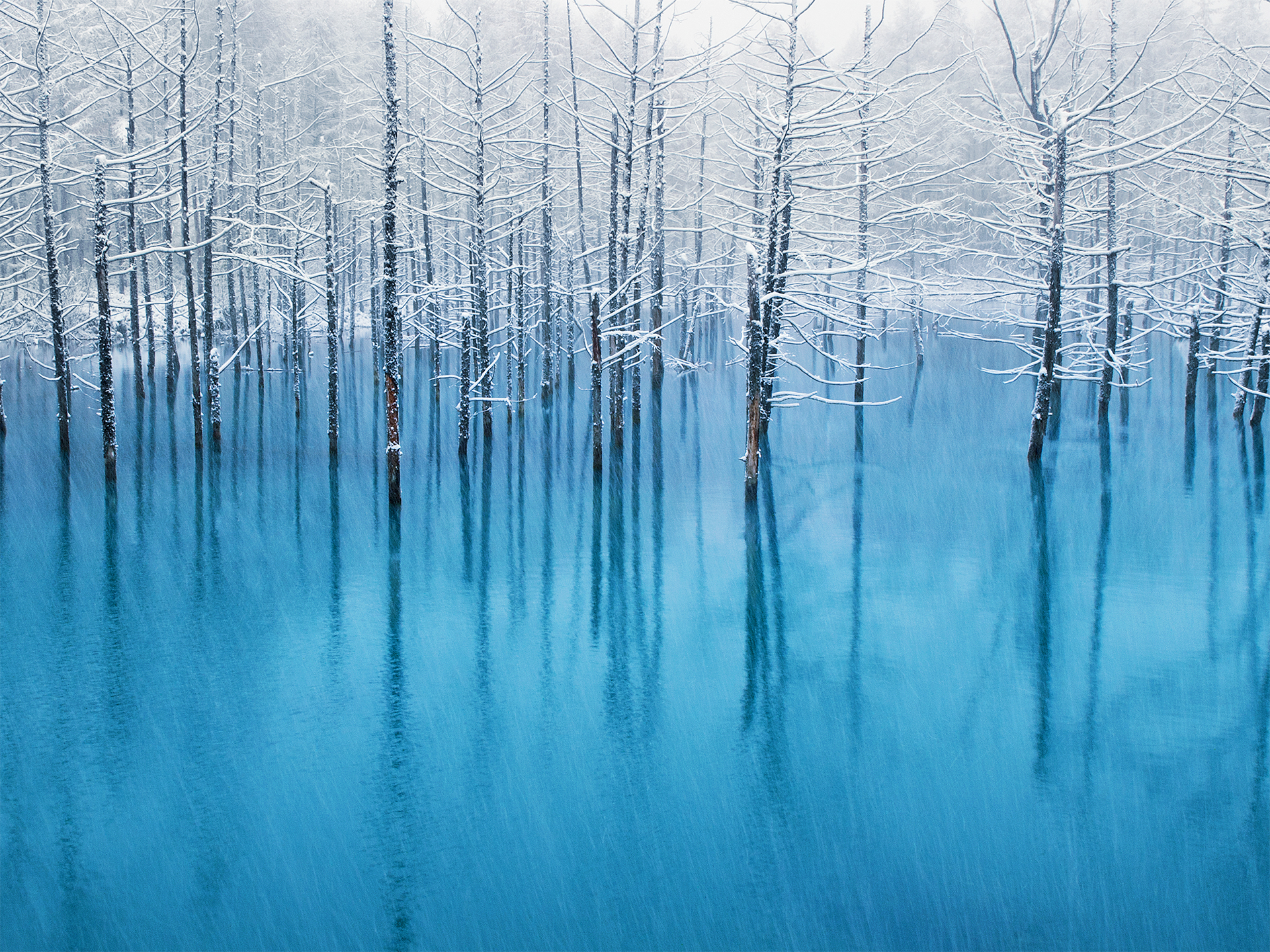 frozen trees iOS 7 wallpaper