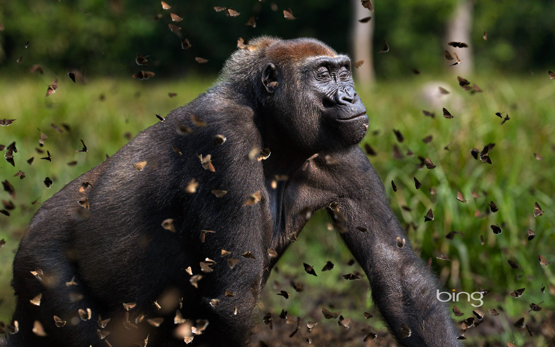 Western lowland gorilla female in a cloud of butterflies, Dzanga-Sangha Special Reserve, Central African Republic