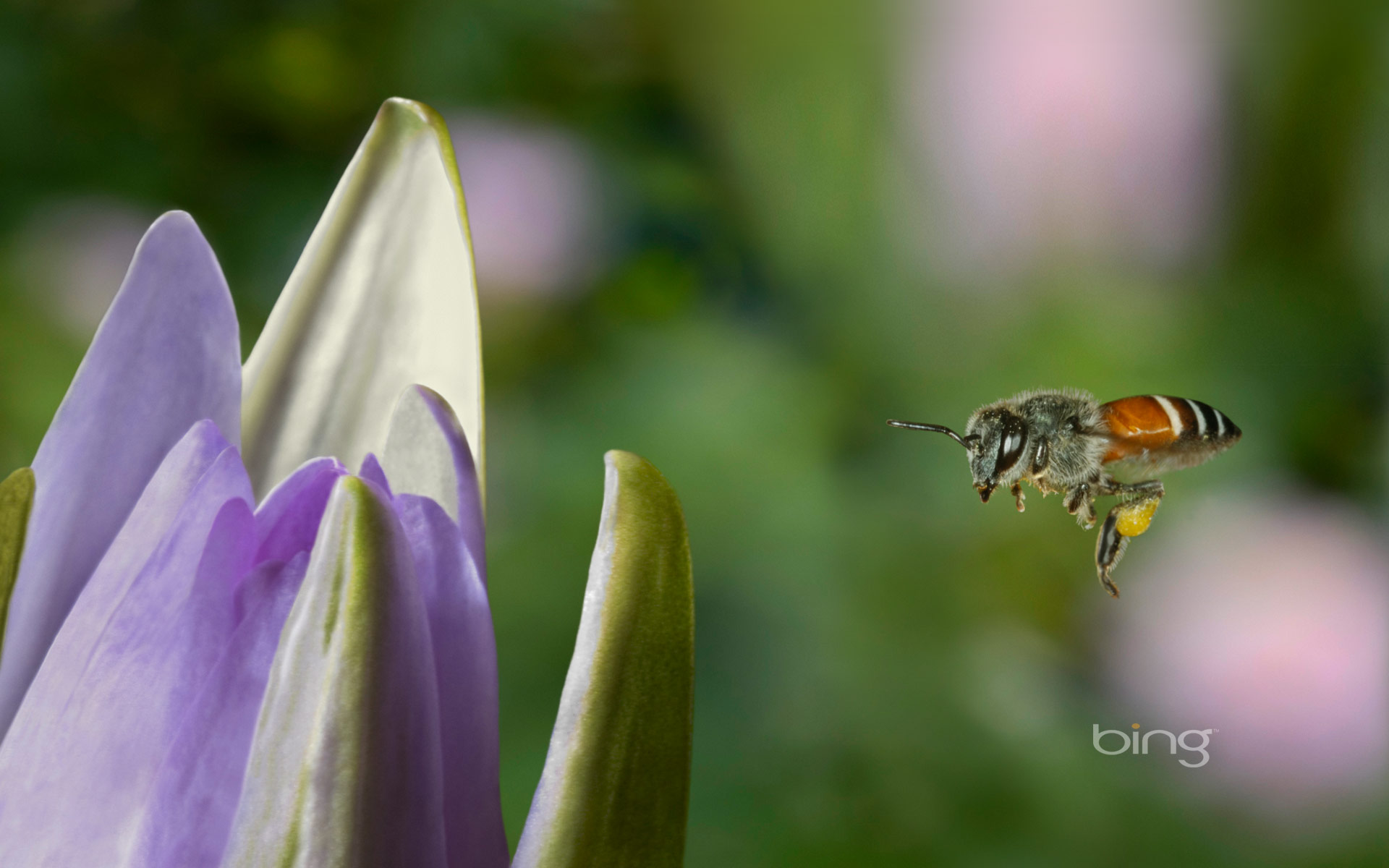 a bee flying to flower