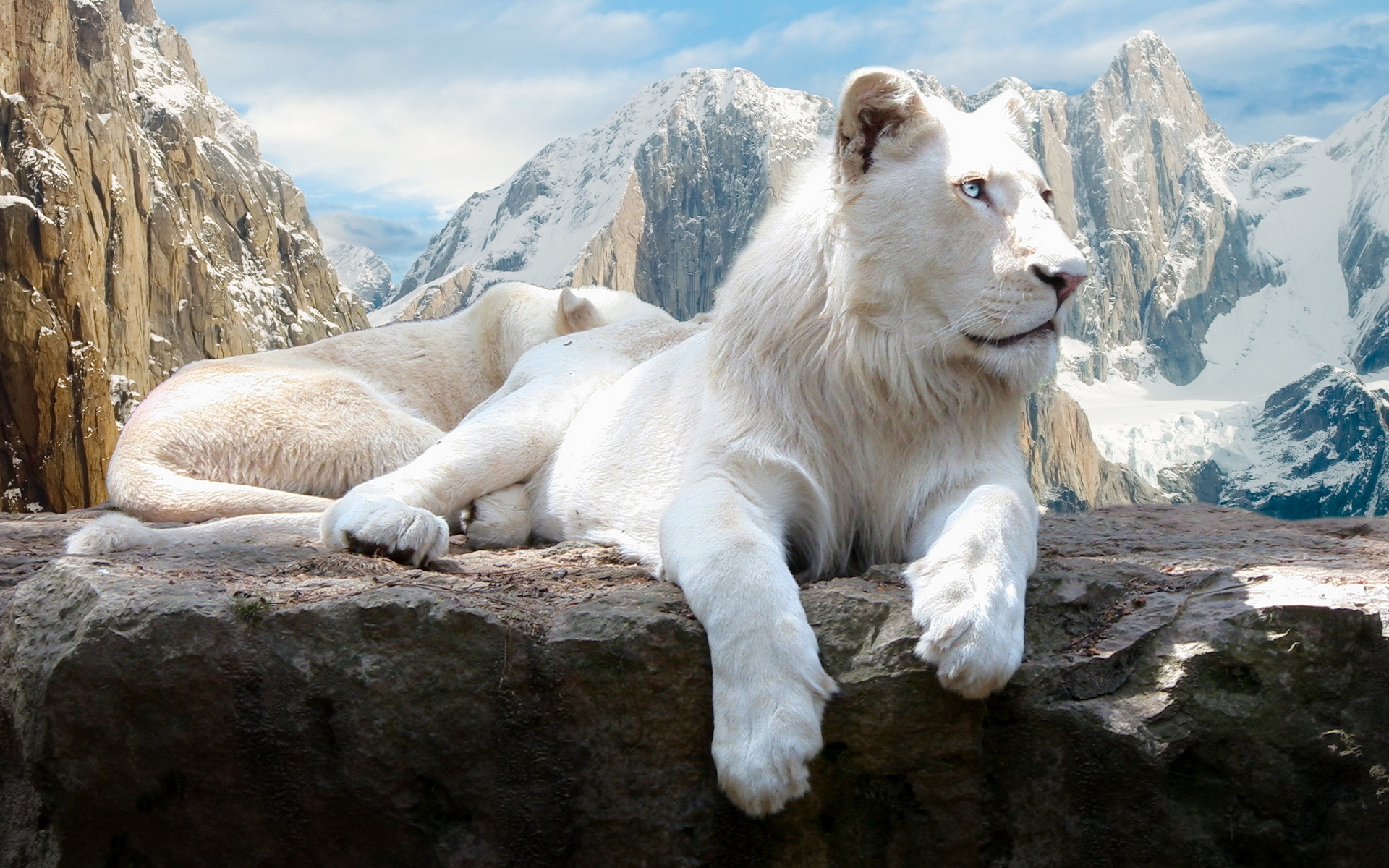 Animals 4K wallpapers albino lion