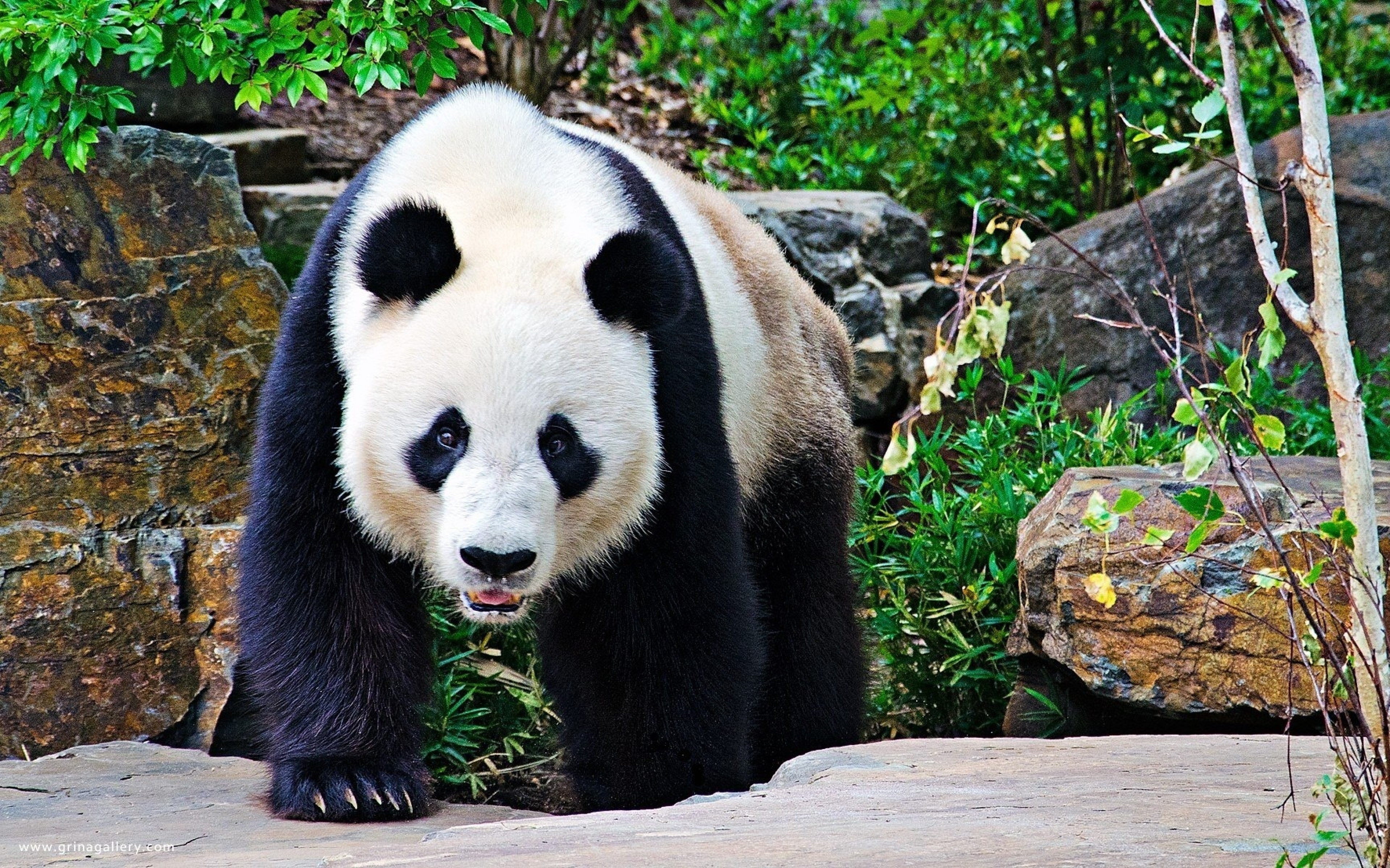 Animals 4K wallpapers panda