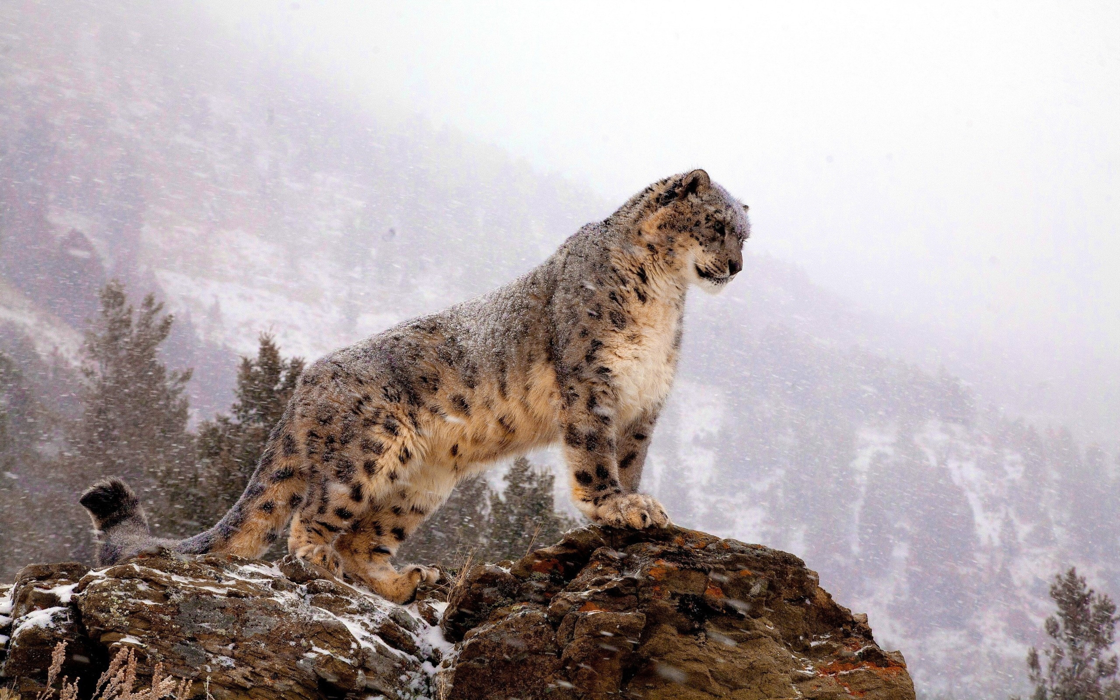 Animals 4K wallpapers snow leopard