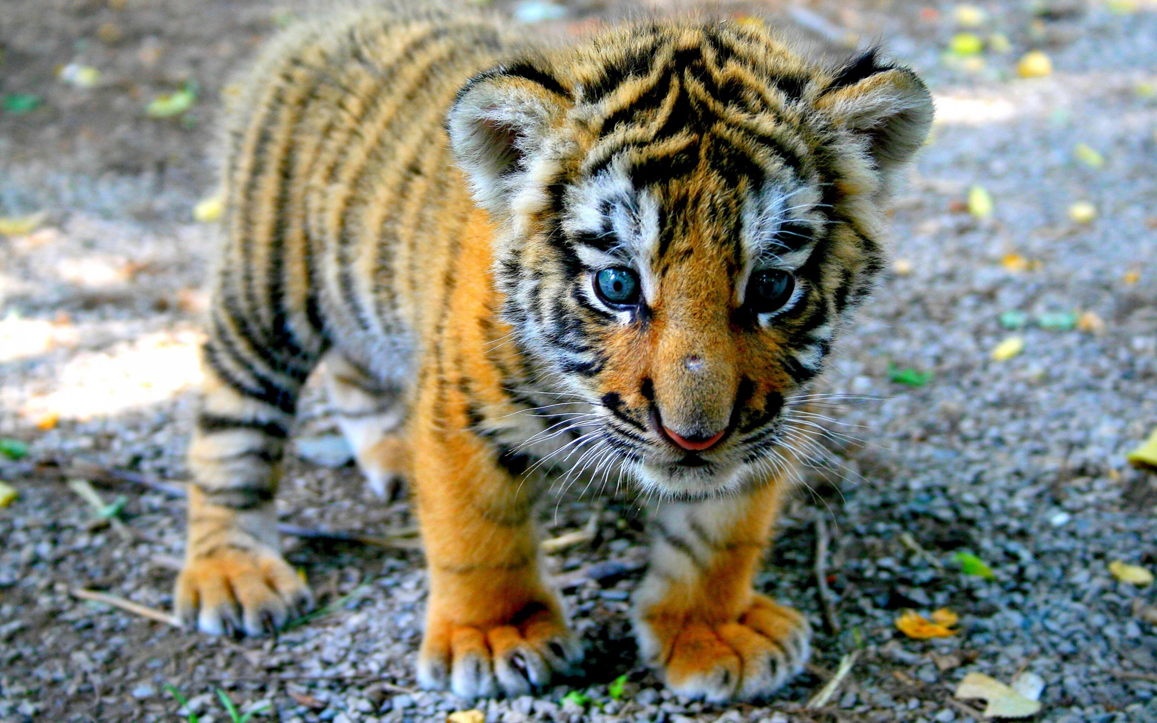 Animals 4K wallpapers baby tiger