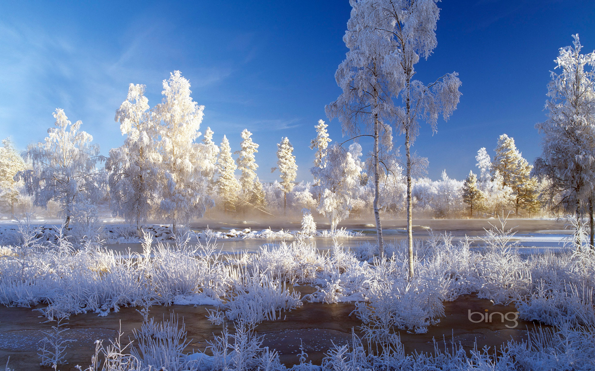 Trees and plants covered with snow in Dalarna, Sweden