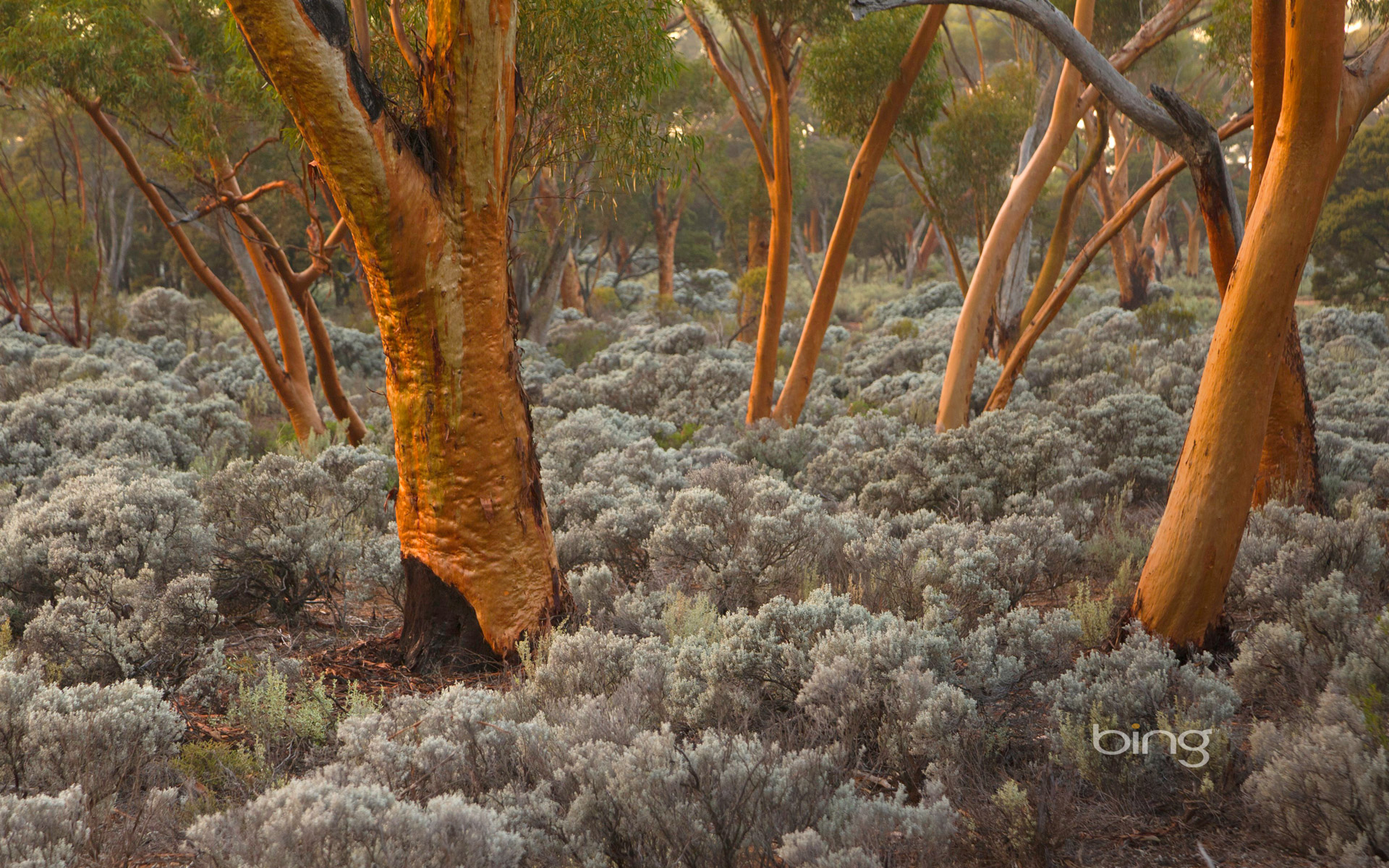 Eucalyptus salubris trees, Australia