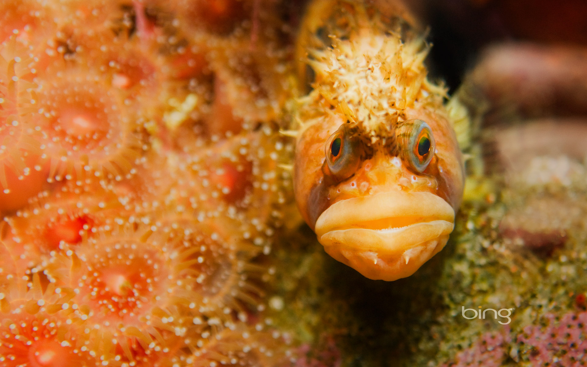 Close-up of a Coralline Sculpin fish camouflaged underwater