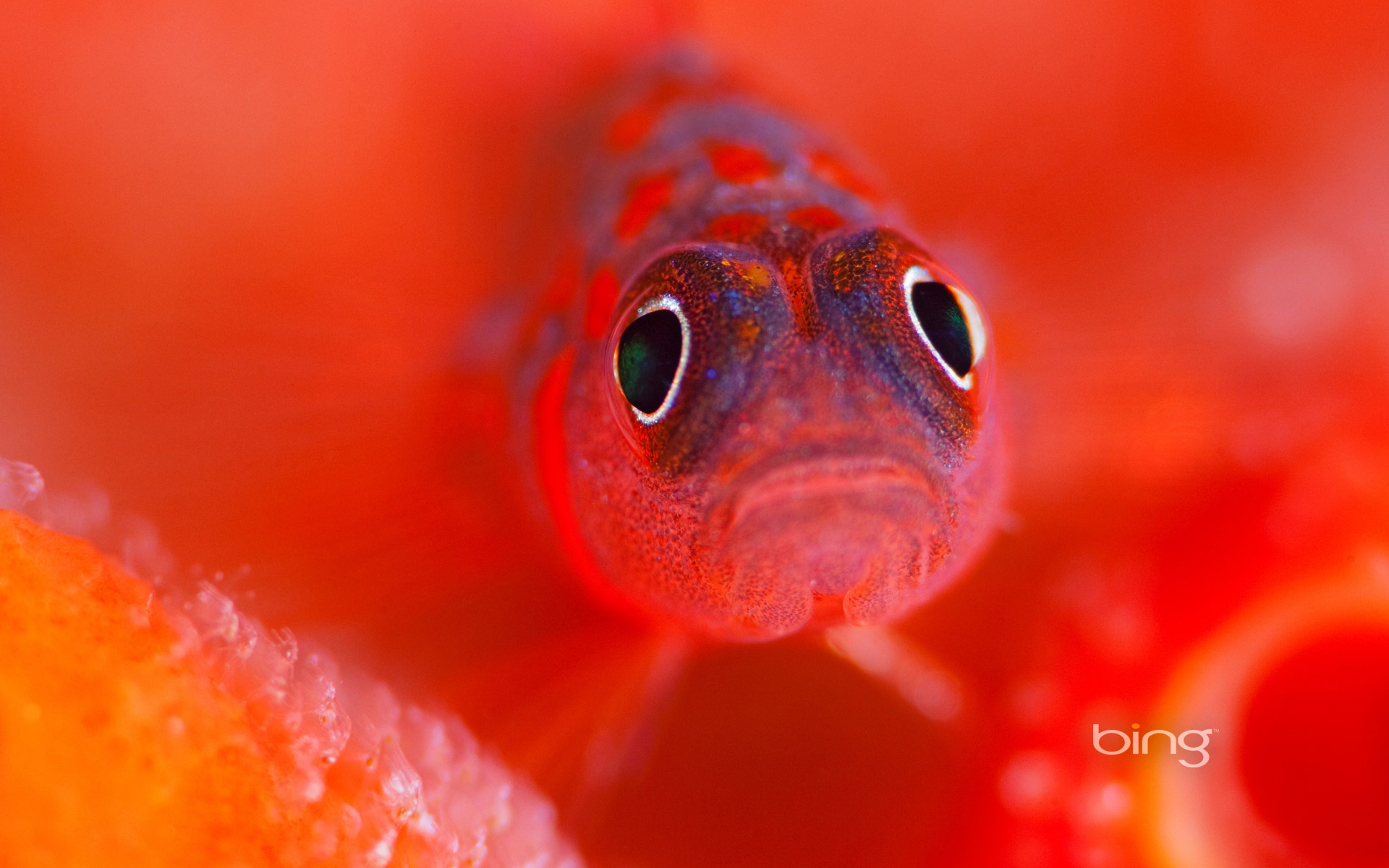 A flame goby guards her eggs in the Kaafu Atoll of The Maldives