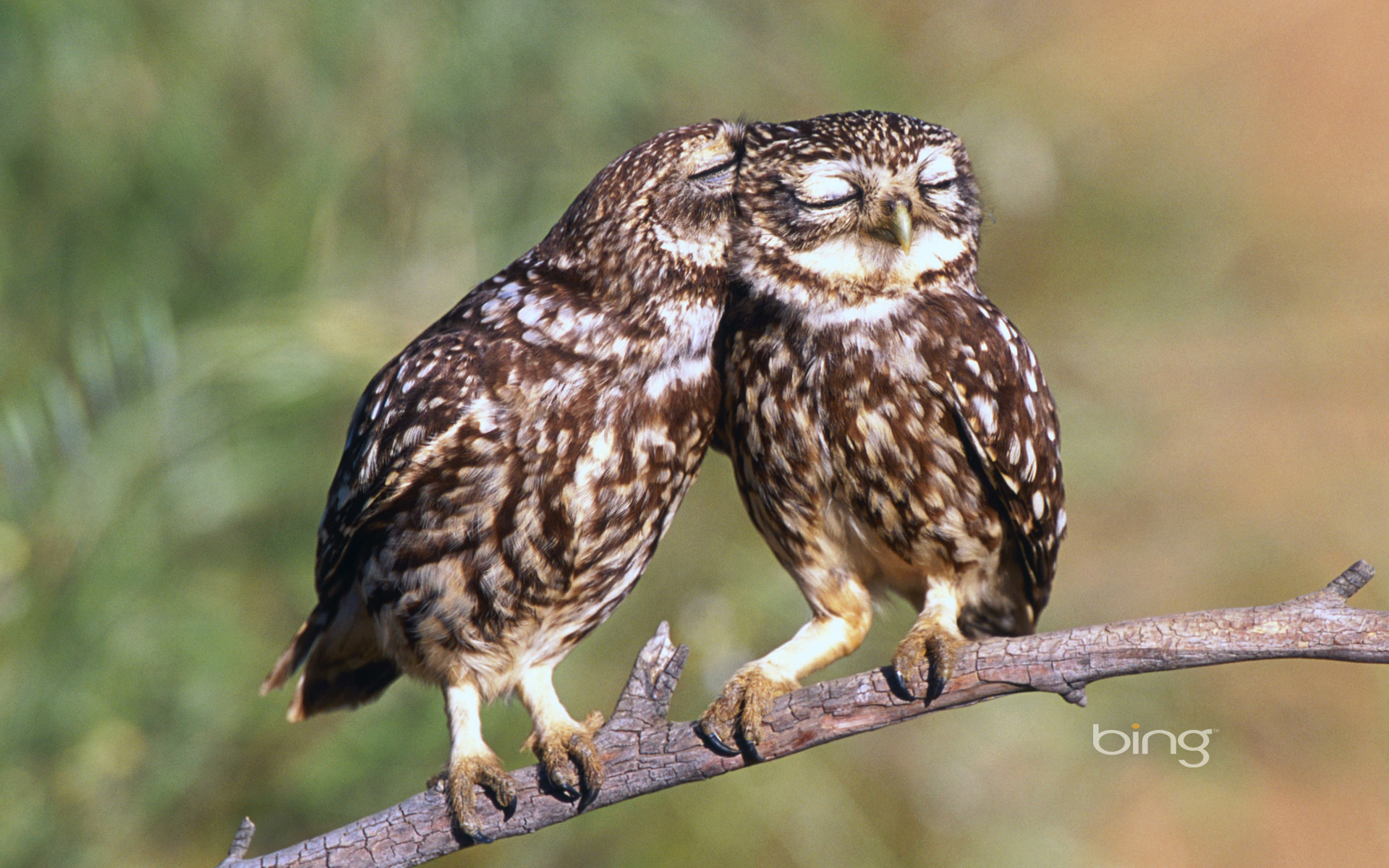 Little Owls (Athene noctua), Extremadura, Spain
