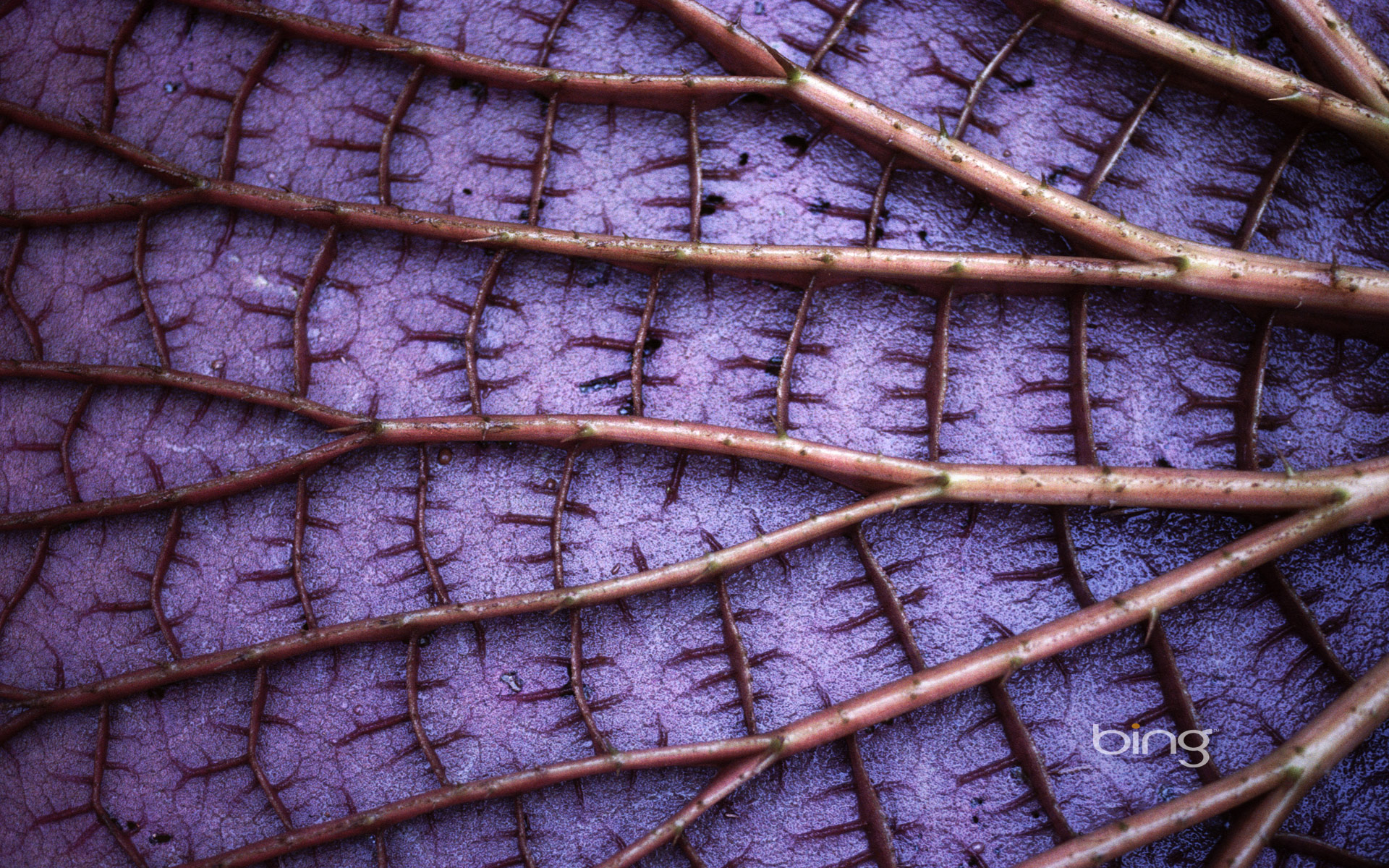 Detail of a Giant Amazon Lily Pad, Amazonas State, Brazil