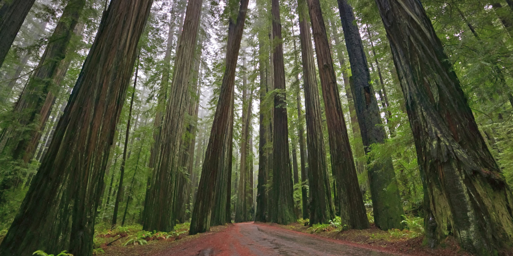 Giant sequoia - redwood - HD wallpapers