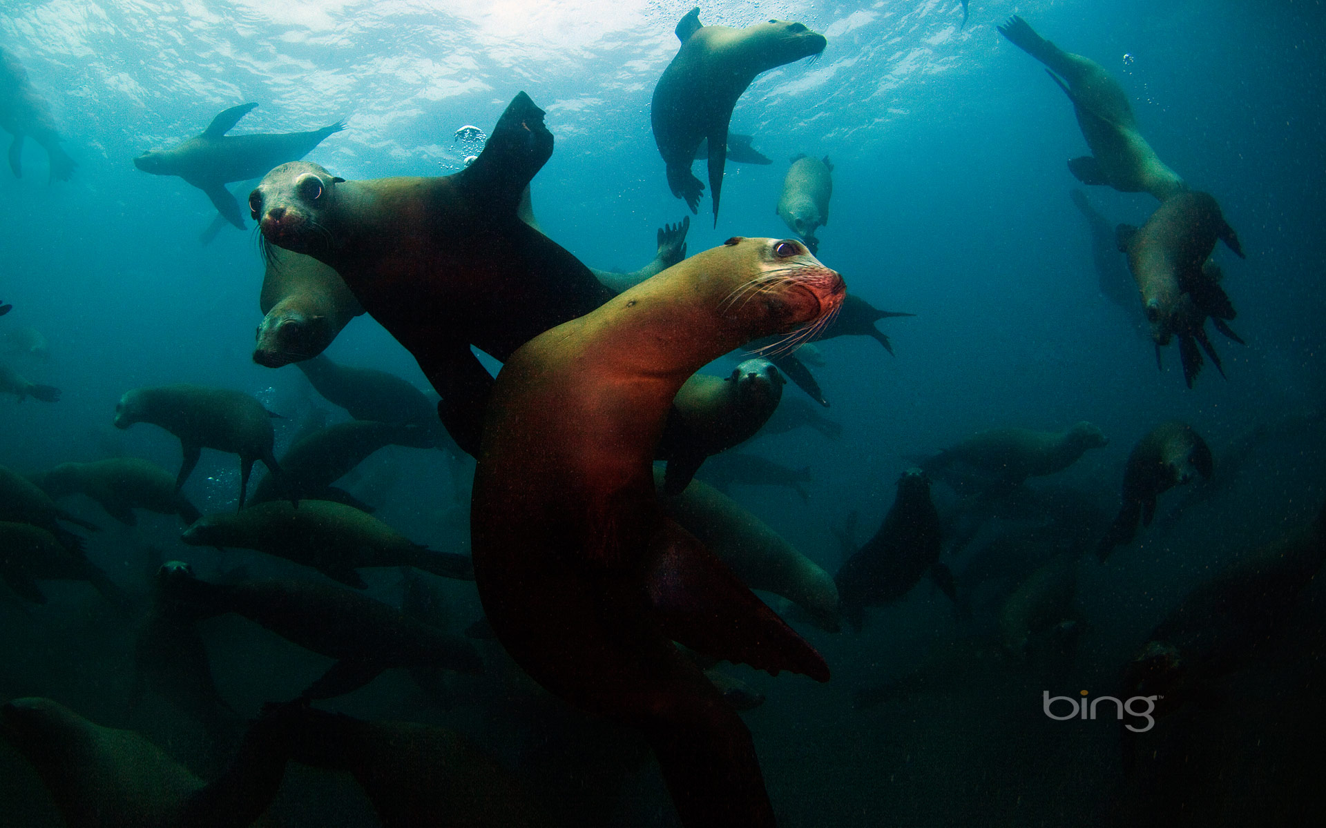 sea lions off anacapa island