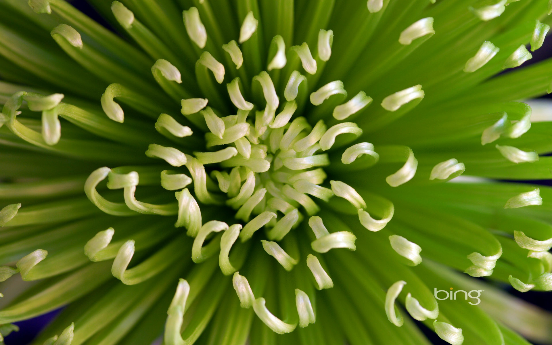 green anastasia flower