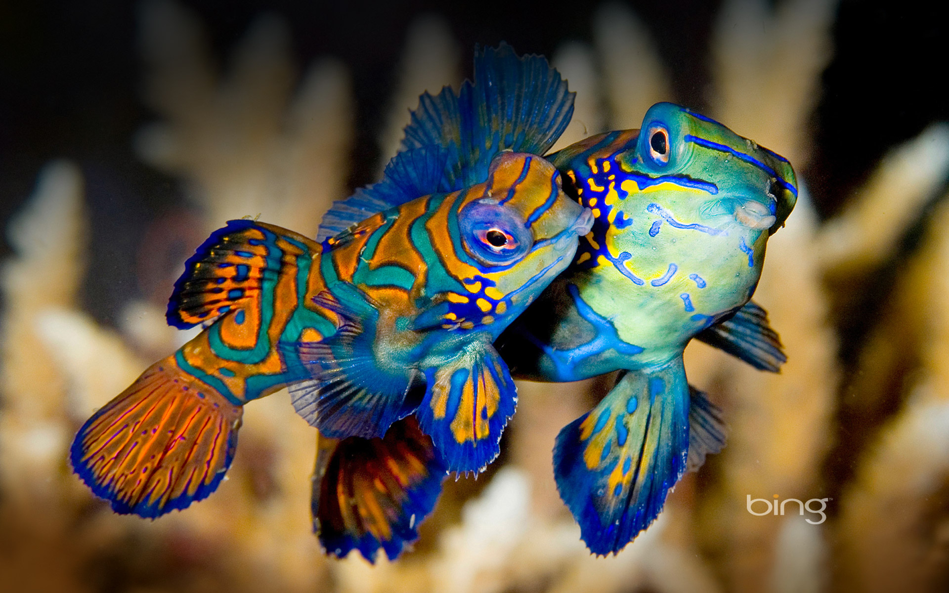 colorful frog fish wallpaper