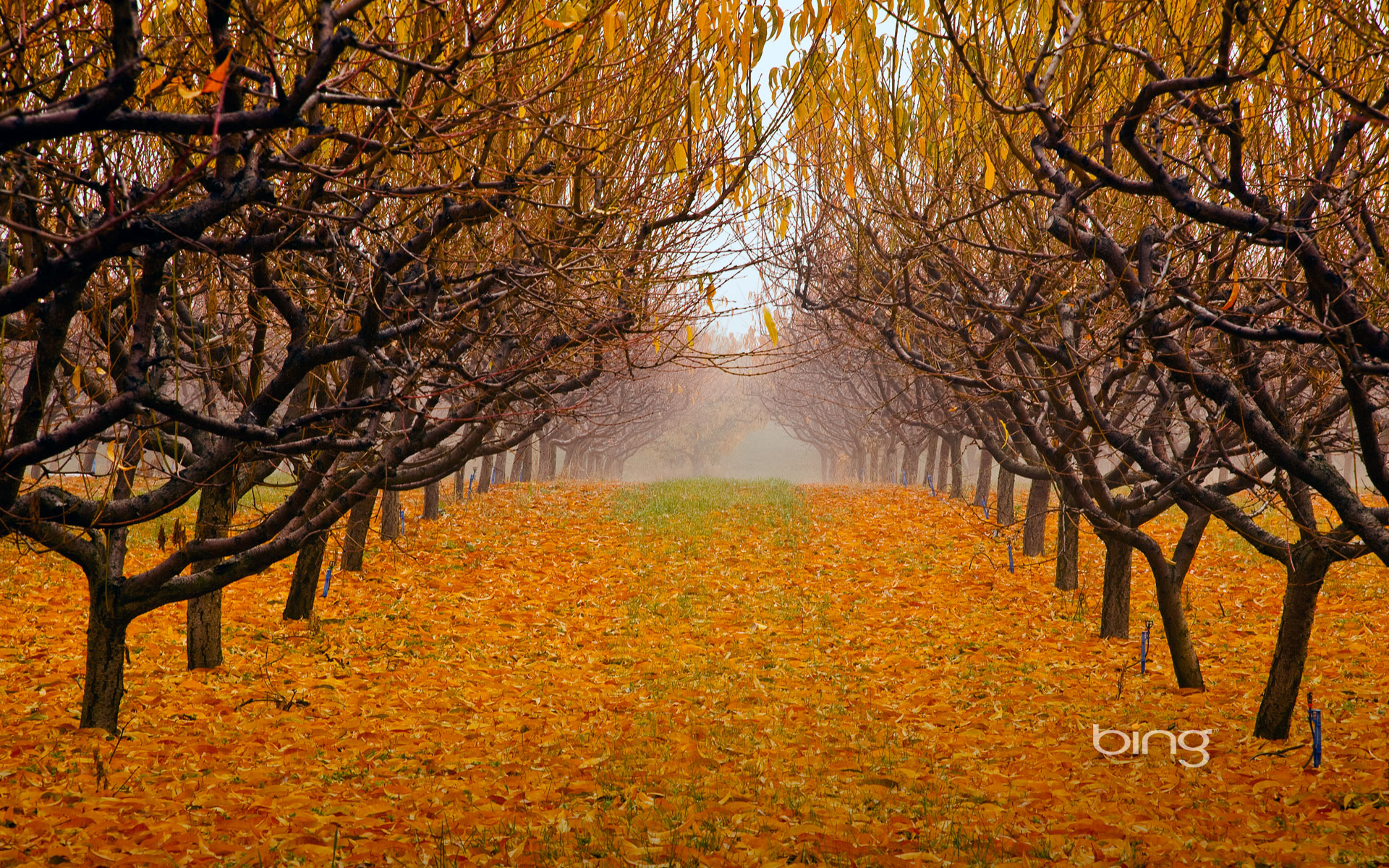pear orchard wallpaper