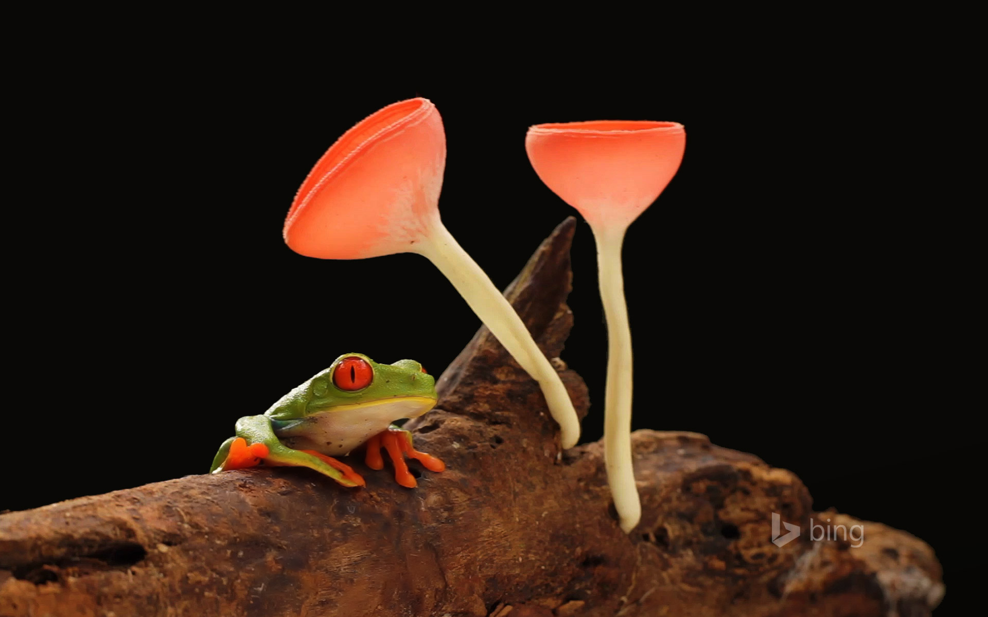 Red-eyed or gaudy leaf frog with mushrooms