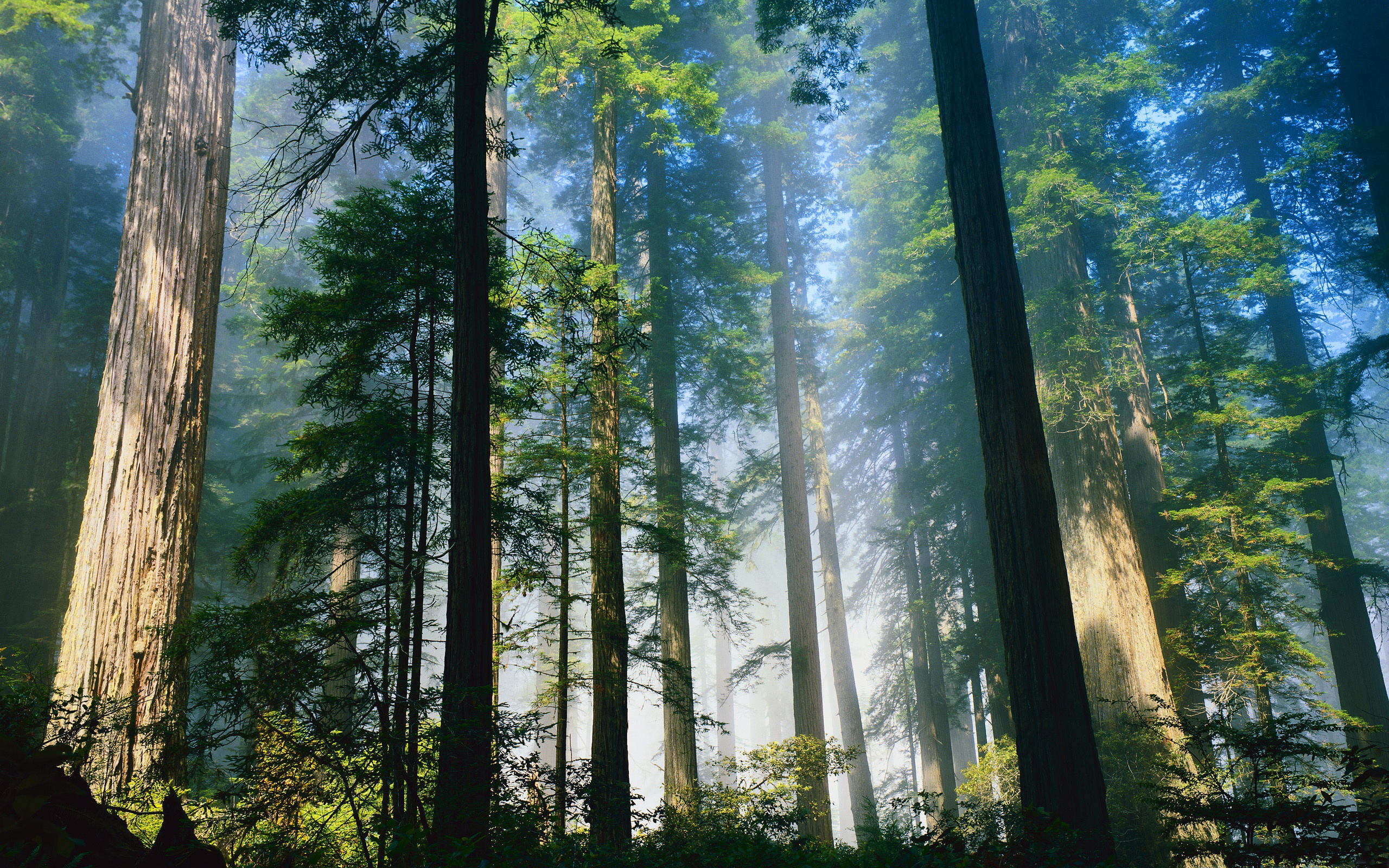 Giant sequoia - redwood - HD wallpapers