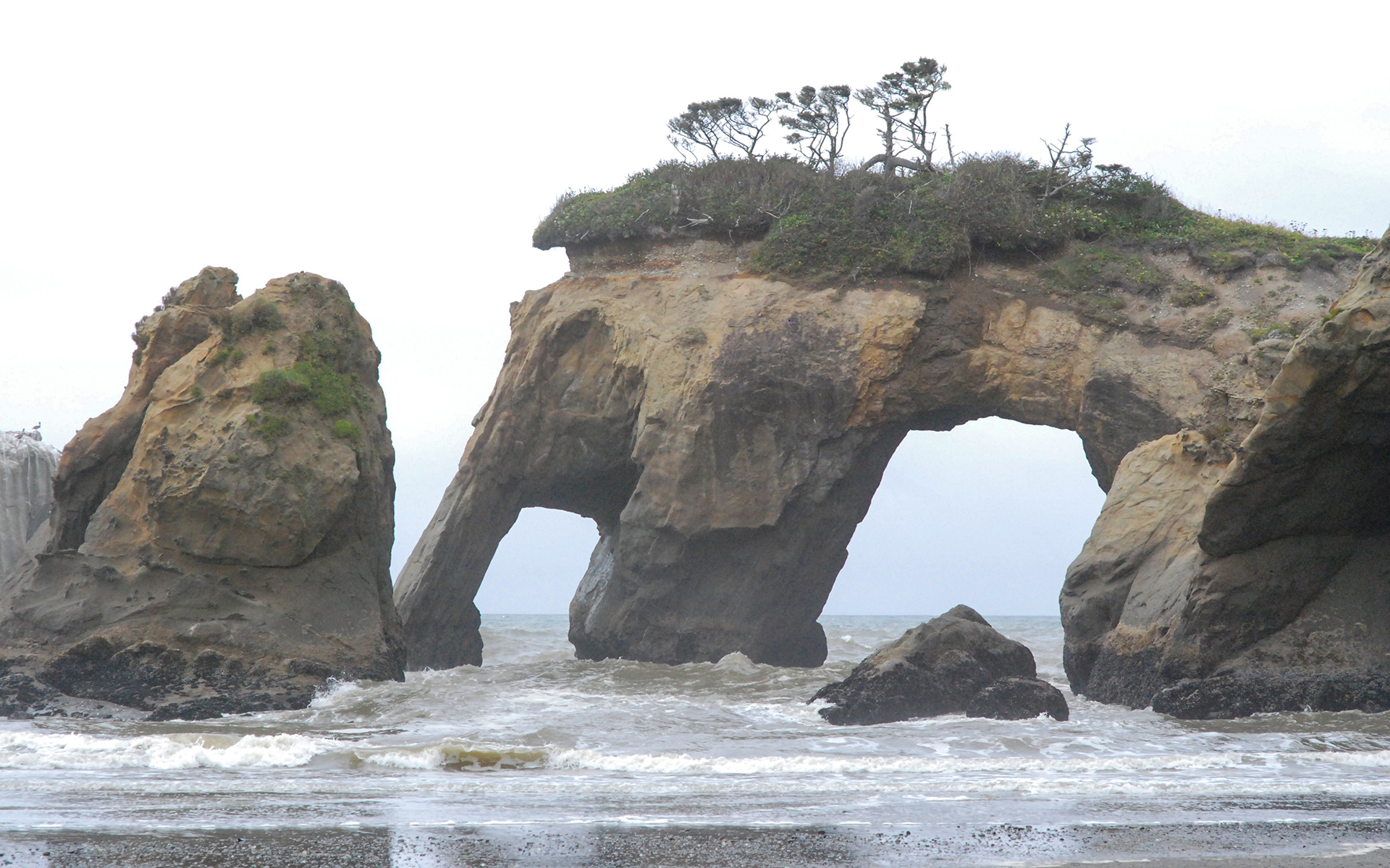 Elephant Rock in Quinault Indian Reservation, Washington