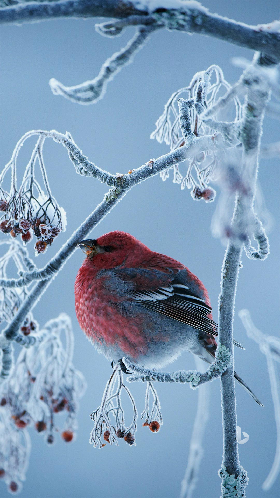 Winter animal wallpapers for Samsung S24